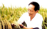 袁隆平拟引入分子生物技术植入超级杂交稻育种