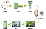 武汉禾元自主创新研发植物生物反应器技术平台