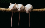 PNAS：日本发现特殊蛋白质可促进小鼠排卵