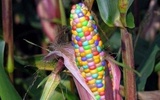 粮食缺口不断增大    转基因玉米有望大放光芒