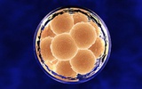 人类胚胎干细胞治疗再燃希望