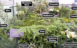 花粉过敏：专家推荐“低过敏”花园植物