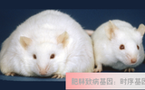 科学家揭开肥胖致病基因：时序基因