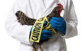 H7N9或将卷土重来 诊断试剂及疫苗生产企业再受关注