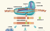 完美基因编辑: 新方法可消除CRISPR-Cas的脱靶效应