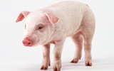 Nature：人和猪有112个相同基因突变