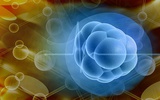 胚胎干细胞中三种基因控制人体发育