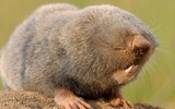PNAS：科学家揭示鼹鼠从不得癌症的原因