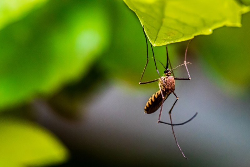 新型灭蚊策略使蚊子永远无法性成熟！让其断子绝孙