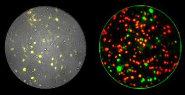 <b>囊萤映“像”丨Evident单细胞生物发光解决方案发布</b>