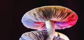 蘑菇有奇效！研究表明蘑菇提取物可清除HPV感染