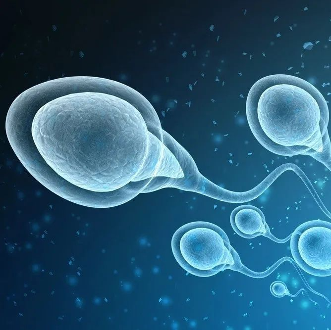 人类精子在体内、体外都易被新冠感染！病毒攻击的另一目标：男性生殖系统