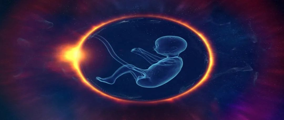 重磅！Science发布人类早期胚胎翻译调控新机制
