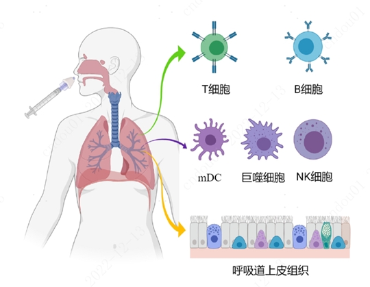 <b>nature 子刊 | 鼻喷疫苗可显著增强黏膜免疫，构建新冠防护第一线</b>