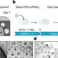 <b>《Nature Protocols》：新突破！能够模拟人类胚胎植入的模型</b>