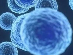 类器官新进展！Stem Cell Rep | 科学家成功利用干细胞产生纯化的垂体组织 有望治
