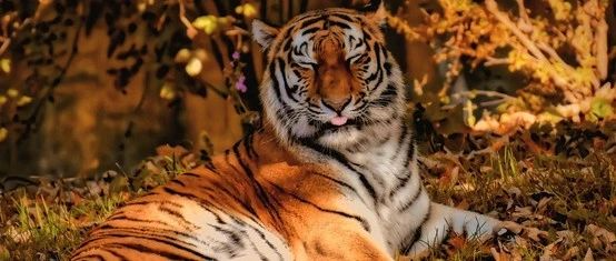 研究显示，老虎也有不同的个性，这有助于它们在野外生存