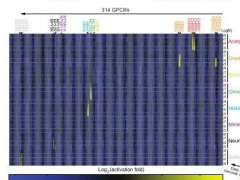 Cell｜人体细菌代谢物-GPCR作用图谱