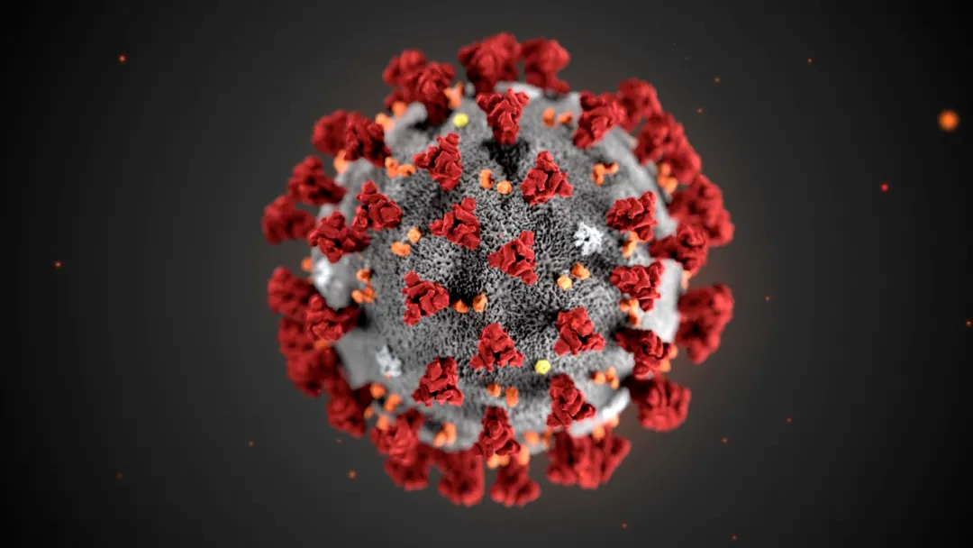 <b>新型禽流感病毒H3N8可通过飞沫在动物间传播</b>