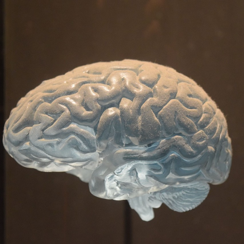 局灶性癫痫研究揭示大脑嵌合体机制