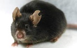科学家成功利用白血细胞克隆实验小鼠