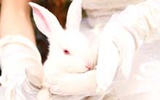 世界首例免疫缺陷家兔疾病模型广州问世