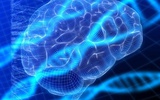 研究发现两个基因与人的智力有关