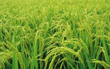 浙大研究使水稻散发气味吸引害虫天敌
