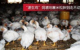  “速生鸡”饲喂地塞米松胖到走不动