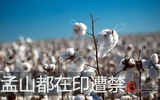 印度：孟山都-Mahyco公司被禁止销售转基因棉花