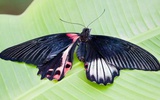 英国发现罕见人妖蝴蝶:身体半雄半雌几率0.01%
