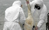 揭秘实验室制造禽流感病毒：提高可传播性引恐慌