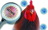 科学家确定H7N9病毒起源与变异