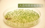 人造细菌是福是祸？