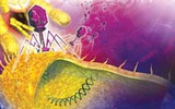 噬菌体: 开启生物宇宙暗物质研究大门