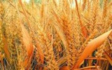 孟山都将重启转基因小麦试验