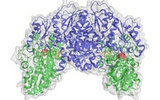 Nat Methods：蛋白质标记新技术问世 可让科研人员随意标记移除化学探针