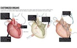 Nature：如何用生物工程制造完整的人体心脏