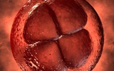 瑞士科学家首次用小鼠胚胎干细胞再生出甲状腺组织