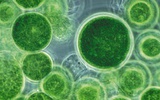 转基因蓝藻可用于制造化学燃料