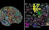 科学家绘制脑地图揭示大脑如何组织图像