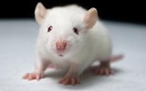 模式动物构建革命：CRISPR/Cas技术一次性构建多突变转基因鼠