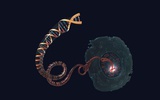 肿瘤警报分子：DDRNA 维持基因组的完整性