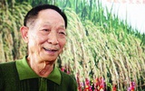 袁隆平：未来超级杂交水稻高度可能达2米