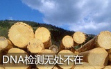 生物技术的悄然渗透：测试木材DNA阻止非法砍伐
