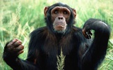 美国NIH计划放生用于疫苗试验的黑猩猩