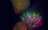 Cell：美科学家发现诱导干细胞ips的新遗传标记