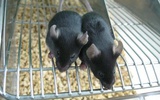 中科院首次建立小鼠孤雄单倍体胚胎干细胞系