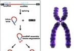 中科院陈玲玲等揭示小胖威利症的元凶之一：非编码RNA