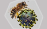纳米颗粒携带蜂刺毒素可杀死艾滋病毒